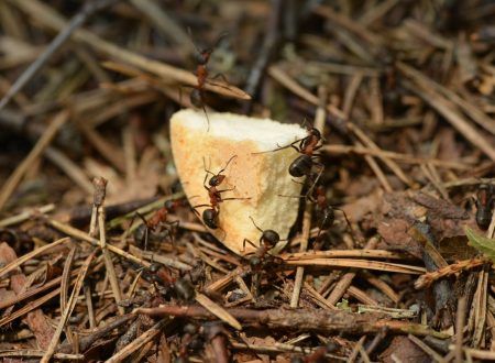 Cum să îți elimini furnicile din casă și grădină cu metode naturale și eficiente