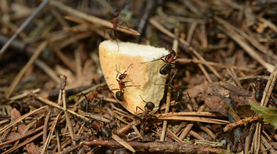 Cum să îți elimini furnicile din casă și grădină cu metode naturale și eficiente