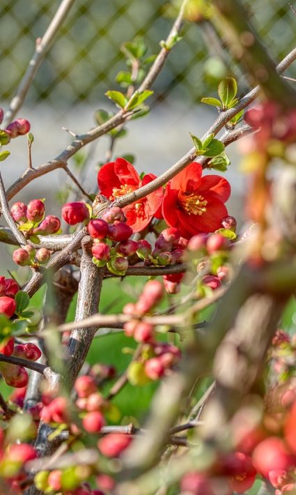 ngrijirea gutuiului japonez