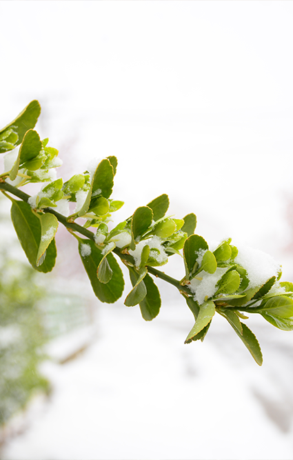 Tratamentele de iarnă