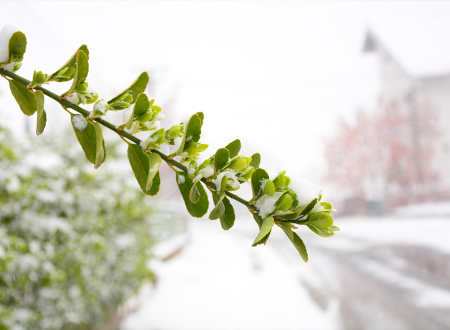 Tratamentele de iarnă