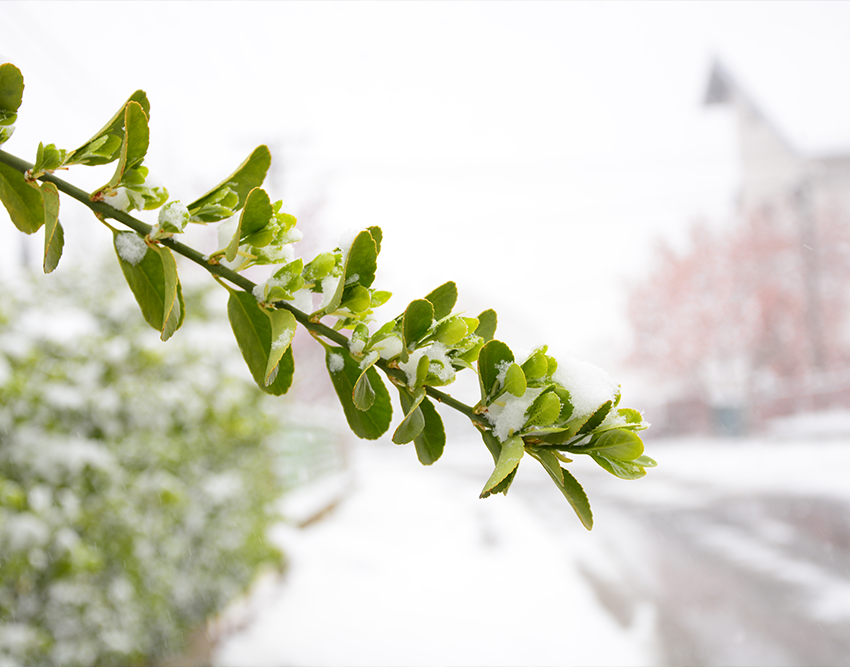 Tratamentele de iarnă