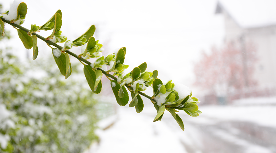 Tratamentele de iarnă